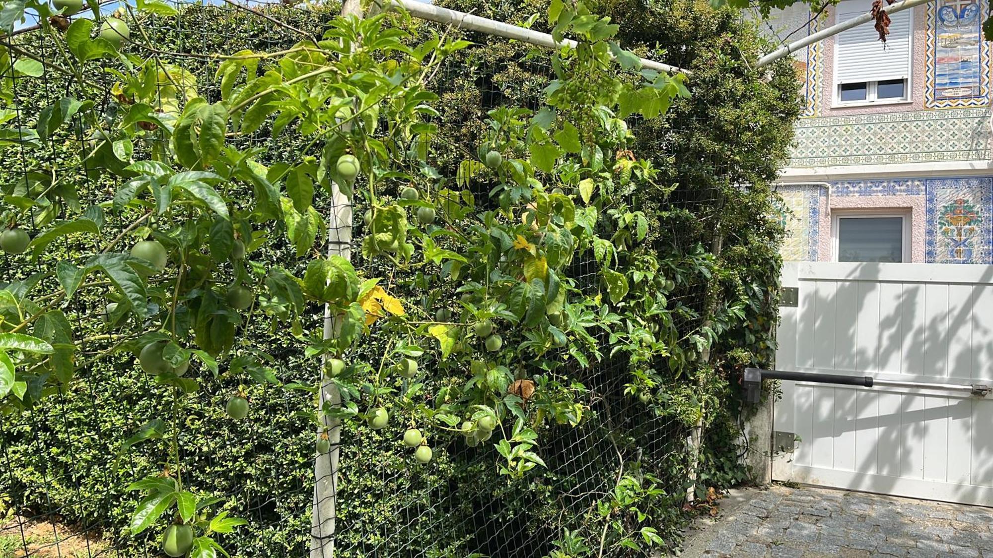 Вілла Citrus Tree House, Private Pool And Garden. Angeja Екстер'єр фото